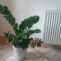 گل آپارتمانی