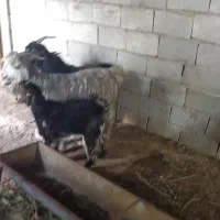 بزوبیگ‌دوعدد‌تیربز‌دوتا‌بزغاله‌بزرگ‌ویک‌بزخوشک‌چاق