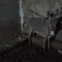 کره خر دوسال نر گلگی