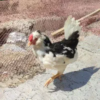جوجه|حیوانات مزرعه|دهگلان, |دیوار
