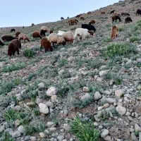 گوسفند