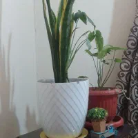 گیاه سانساریا با گلدان