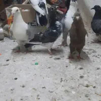 کفتر  سوسکی سینه کله بومب
