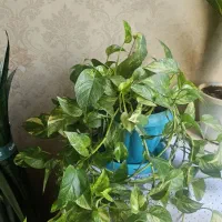 گل طبیعی