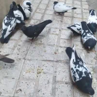 کبوتر