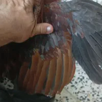 خروس