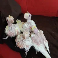 جوجه عروس هلندی