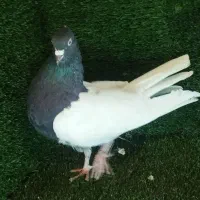 کله سیاه|حیوانات مزرعه|کرمان, |دیوار