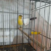 قناری ماده آماده