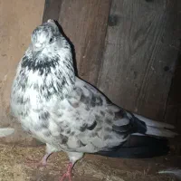 کبوتر باخت رفته