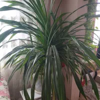 گل پاندانوس خیلی بزرگ
