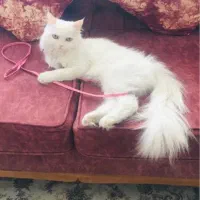 واگذاری گربه