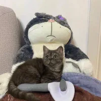 بچه گربه بریتیش ماده ۱۲ ت