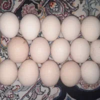 تخم مرغ طبیعی