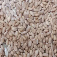 گندم|گل و گیاه طبیعی|آزادشهر, |دیوار