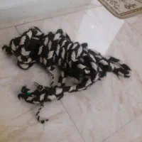 تاب وچله