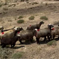 گوسفند داشتی