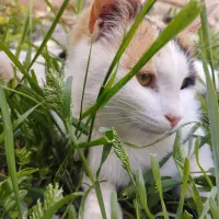 بچه‌گُربه‌ماده‌3ماهِ‌