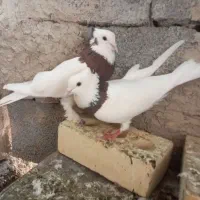 یک جفت طوقی هفت رنگ