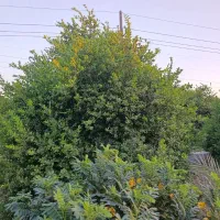فروش-باغ-ثمری-بیدزرد