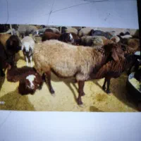 سی راس گوسفند داشتی