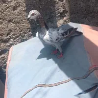 کفتر پلاکی ماده
