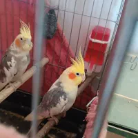 جفت عروس هلندی