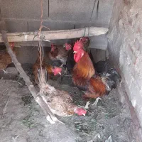 شادگان