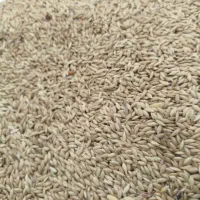 تخم کتان مخصوص پرندگان زینتی