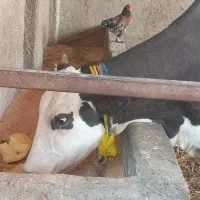 گاو شیر سیمینتال