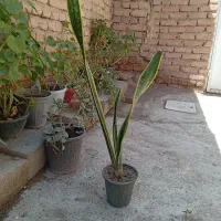گلهای طبیعی