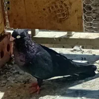 سیاه صرب