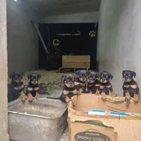 روتوایلر پوزه دلقکی