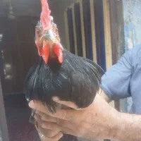 ۴عدد خروس اصل سالم