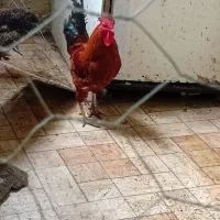 خروس و مرغ