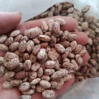 لوبیاسفید و لوبیا قرمز و لوبیا چیتی  درجه یک
