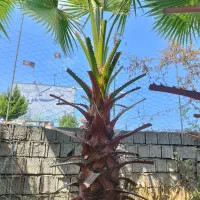 پالم واشنگتن تنه قرمز