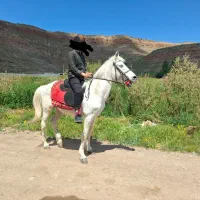 فروش اسب سواری کلاس