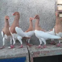 10عدد کبوتر