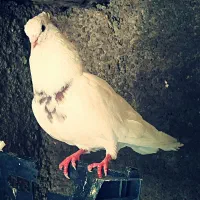 ابلغ آبی شاپر با خال سرخ قدیم