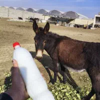 شیر الاغ