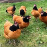 جوجههای مرغ زینتی با کیفیت عالی برای فروش