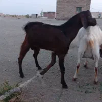 فروش گوسفند نر