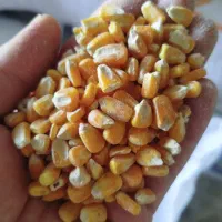 فروش انواع نهاده دامی جو ذرت سویا سبوس(عمده،جزئی)