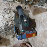 کفتر ماده پولکی المانی