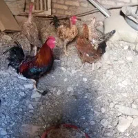 سه تا مرغ بایک خروس