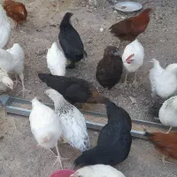 مرغ و خروس جوان