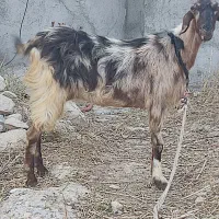 بز تکاری جوان دقلو زا هیکل درشت