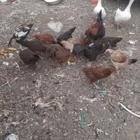 مرغ وخروس افغانی