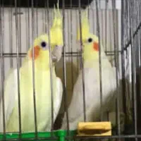 عروس هلندی جفت بالغ